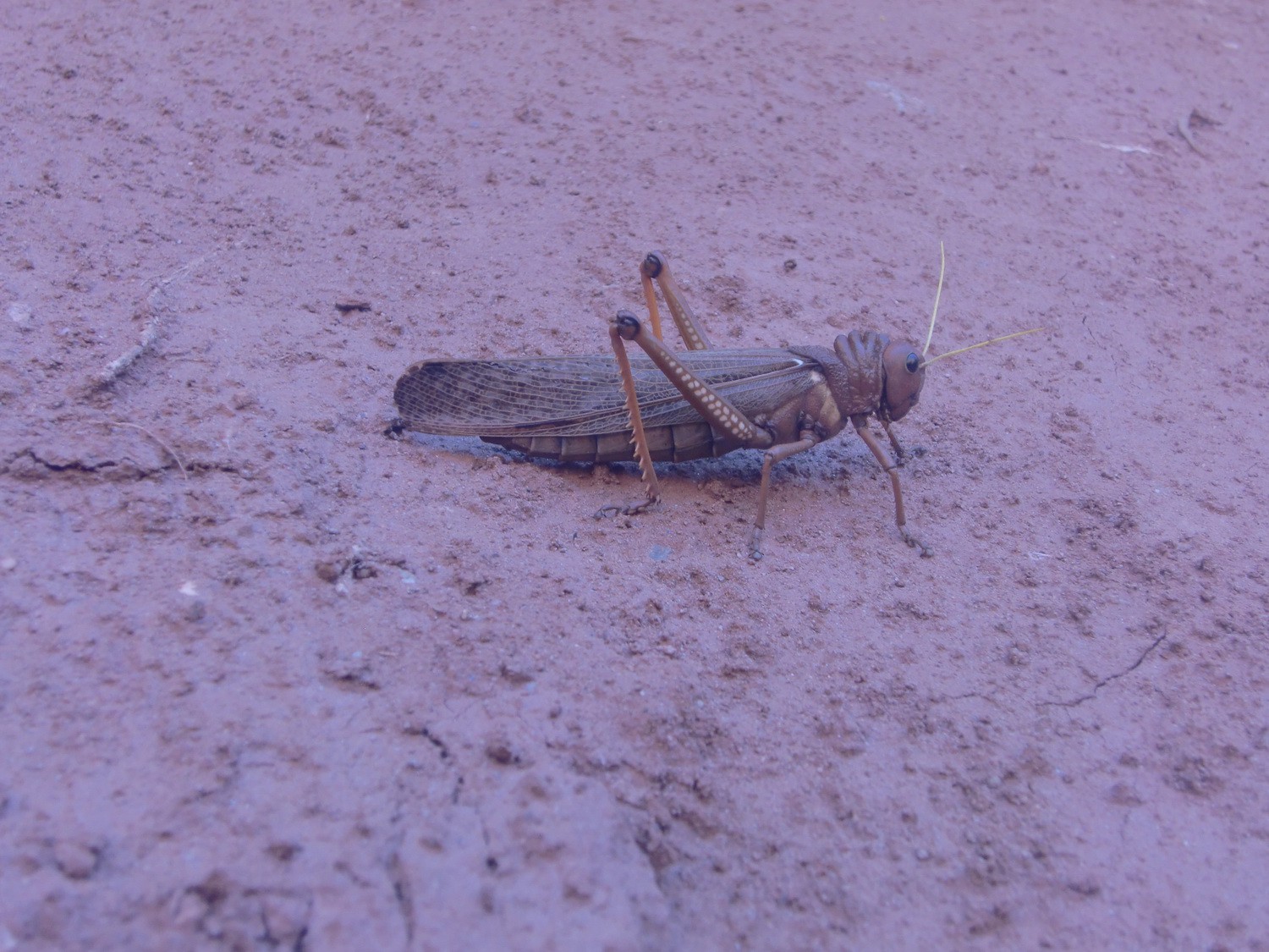 10 cm big locust
